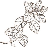 art-skizze-basilikum